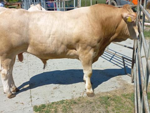 Blonde d'Aquitaine tenyészbikák eladók Blonde d'Aquitaine tenyészbikák eladók