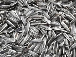 Étkezési csíkos napraforgó