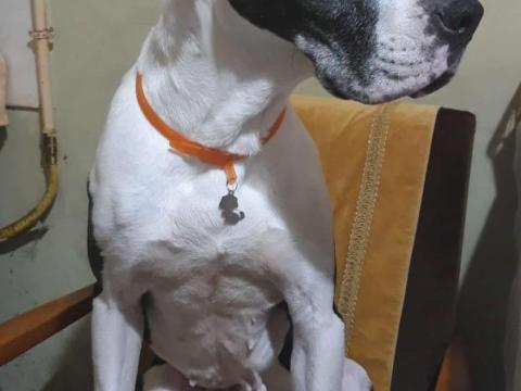 Amstaff jellegü kutya,  ingyen elvihető