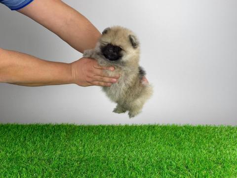 Törzskönyves Pomerániai törpespitz kiskutya