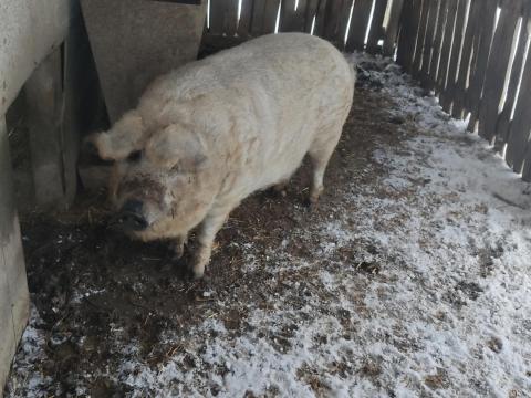 Mangalica hízó eladó Mangalica hízó eladó