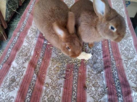 Burgundi nyúl eladó