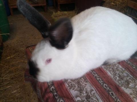 Kaliforniai nyulak eladók