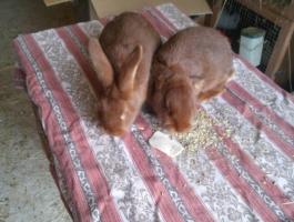 Burgundi vörös nyulak eladók