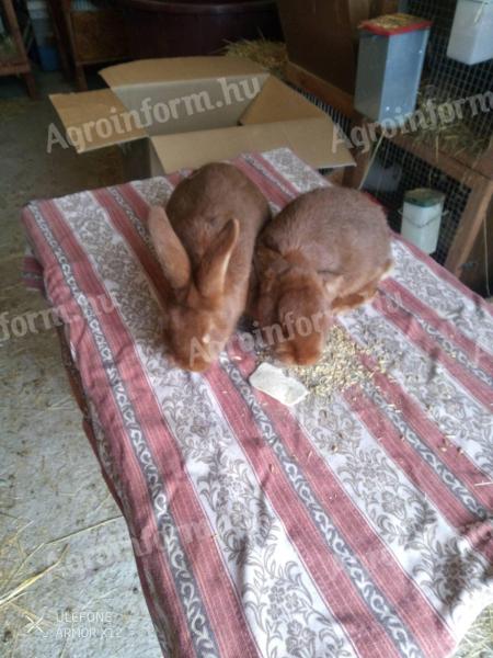 Burgundi vörös nyulak eladók