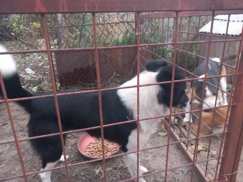 Border collie kan ingyen elvihető