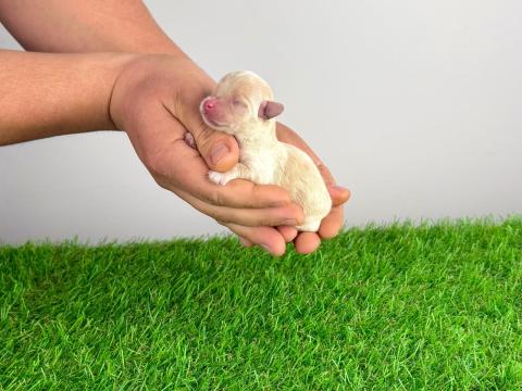 Pomapoo kiskutya Pomapoo kiskutya