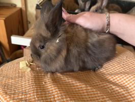 Eladó kölyök törpenyulak