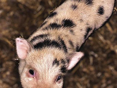 Törpe Malacka Törpe Malacka