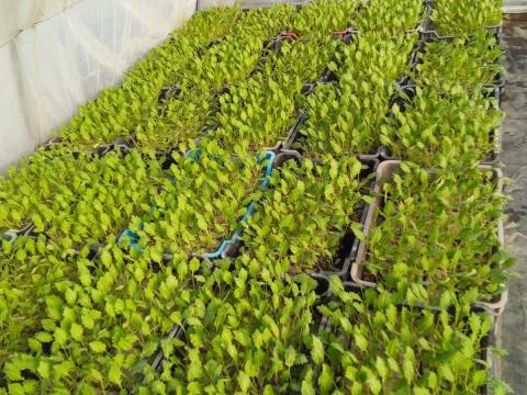 Karalábé palánta Karalábé palánta