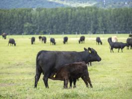 Állatgondozó,  gépkezelő munkatársat keresünk Pest megyében,  szolgálati lakással