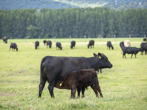 Állatgondozó, gépkezelő munkatársat keresünk Pest megyében, szolgálati lakással Állatgondozó, gépkezelő munkatársat keresünk Pest megyében, szolgálati lakással