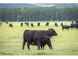 Állatgondozó,  gépkezelő munkatársat keresünk Pest megyében,  szolgálati lakással
