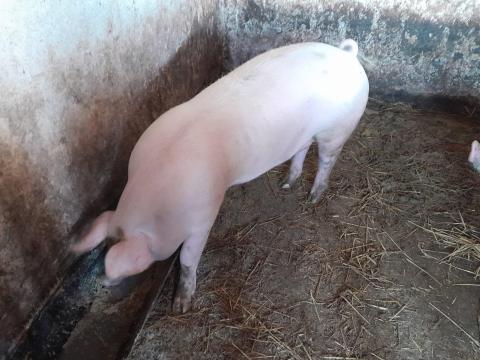 Eladó hízó sertés Kemenesmagasiban