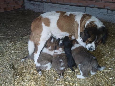 Moszkvai őr kiskutyák eladók