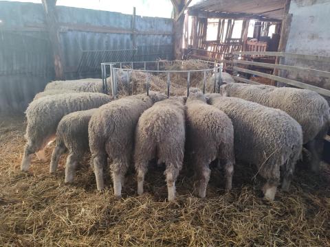 Ile de France vemhes anyajuhok, jerkék  A törzskönyvesek eladók