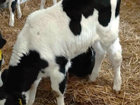 10 db itatós holstein-fríz bika borjú