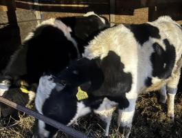 Eladó Holstein bikák