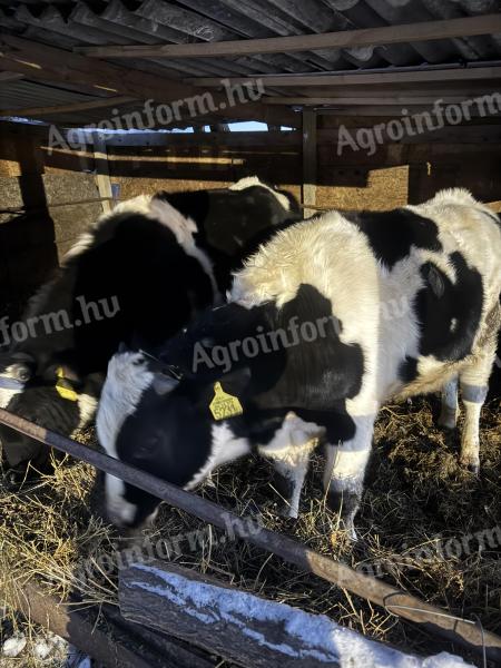 Eladó Holstein bikák