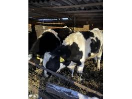 Eladó Holstein bikák