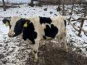 Eladó Holstein bikák