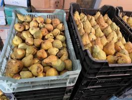 Jó minőségű étkezési körte