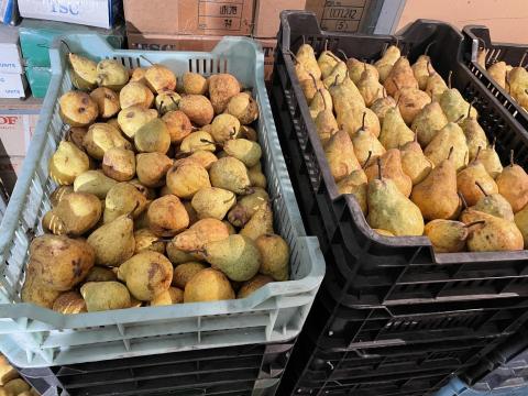 Jó minőségű étkezési körte Jó minőségű étkezési körte