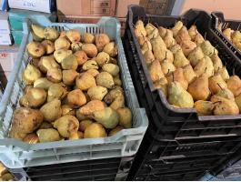 Jó minőségű étkezési körte