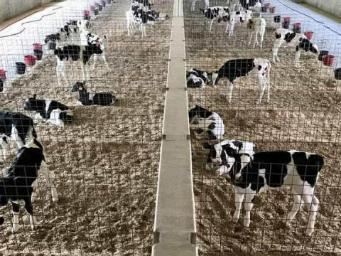 25 HF bika eladó Mezőkeresztesen, 4-5 hetes, tejen nevelt, jó állapotú