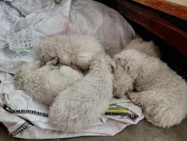 Komondor kiskutyák ingyen elvihetők