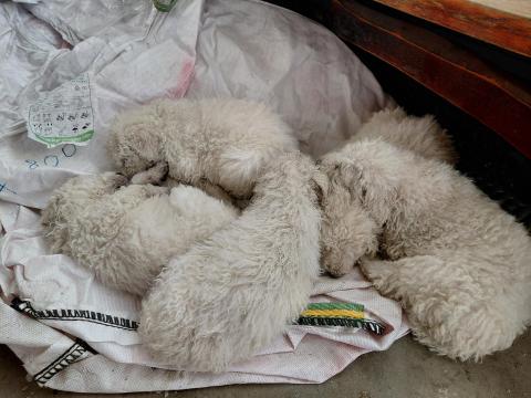 Komondor kiskutyák ingyen elvihetők Komondor kiskutyák ingyen elvihetők