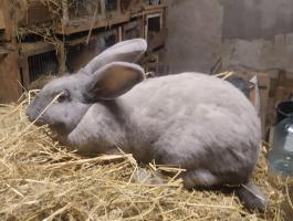 Székely nyúl nőstény eladó