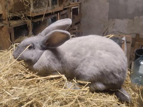 Székely nyúl nőstény eladó