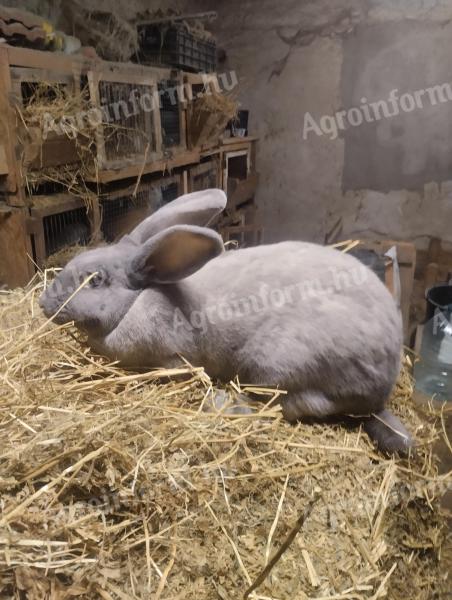 Székely nyúl nőstény eladó