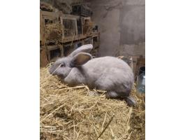 Székely nyúl nőstény eladó