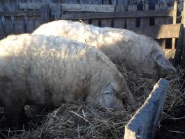 Mangalica vágósertés eladó