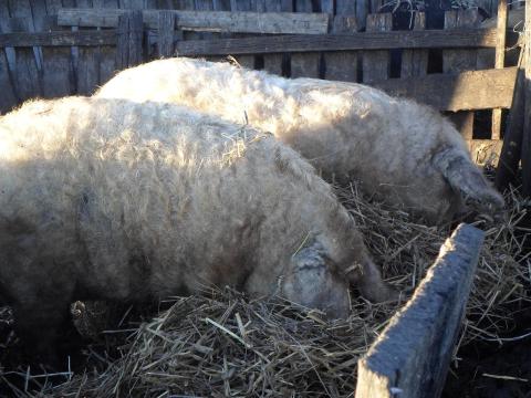Mangalica vágósertés eladó