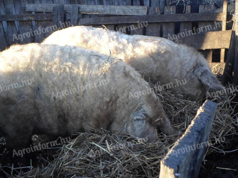 Mangalica vágósertés eladó