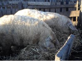 Mangalica vágósertés eladó