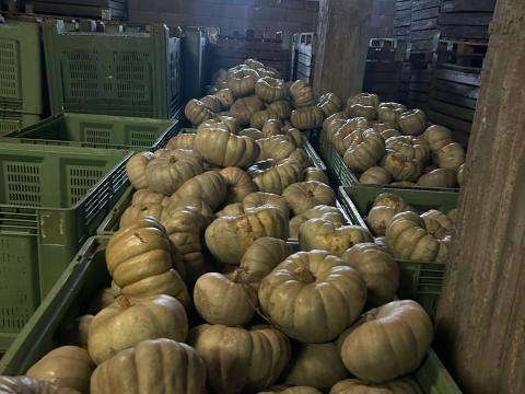 Sampson F1 sütőtök eladó!