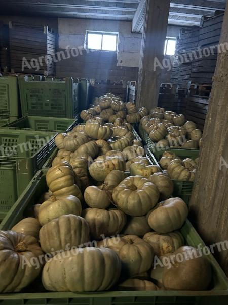 Sampson F1 sütőtök eladó!