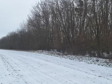 Mosonmagyaróváron 0,9 hektáros erdő eladó