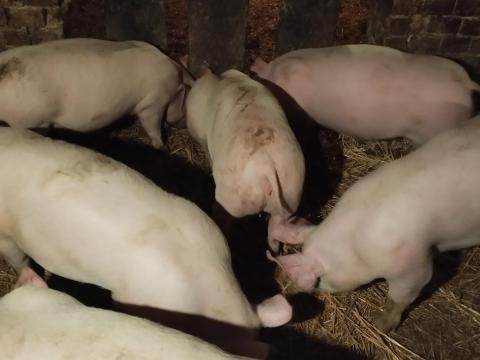 Süldök eladók Süldök eladók