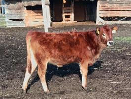 Eladó Jersey üsző