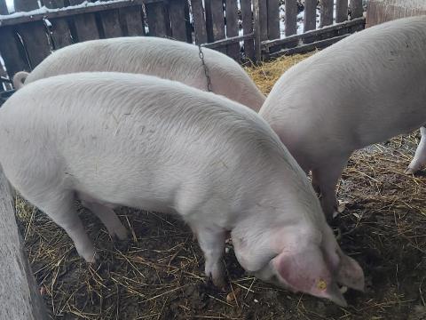 Sertések eladók Szatymazon Sertések eladók Szatymazon