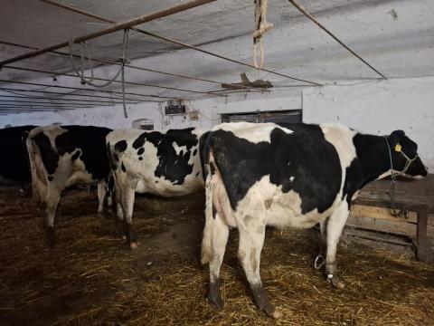 Tehén, 3 db tejhasznú elsőfias eladó
