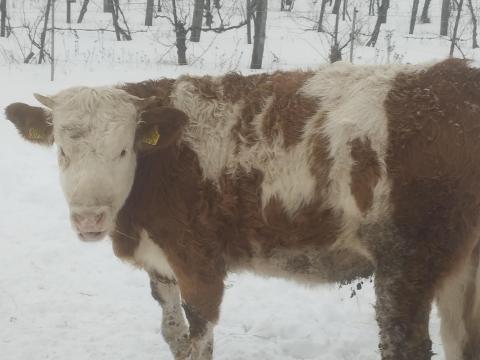 Eladó két magyar tarka üsző borjú, 10 és 12 hónaposak