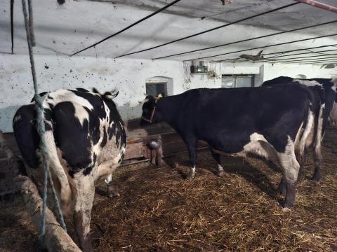 9 tehén eladó, 6 közeledő ellős, 3 elsőfialású tejhasznú