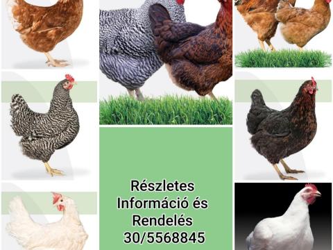 Előnevlt csirke íratható Előnevlt csirke íratható