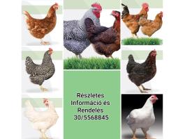 Előnevlt csirke íratható